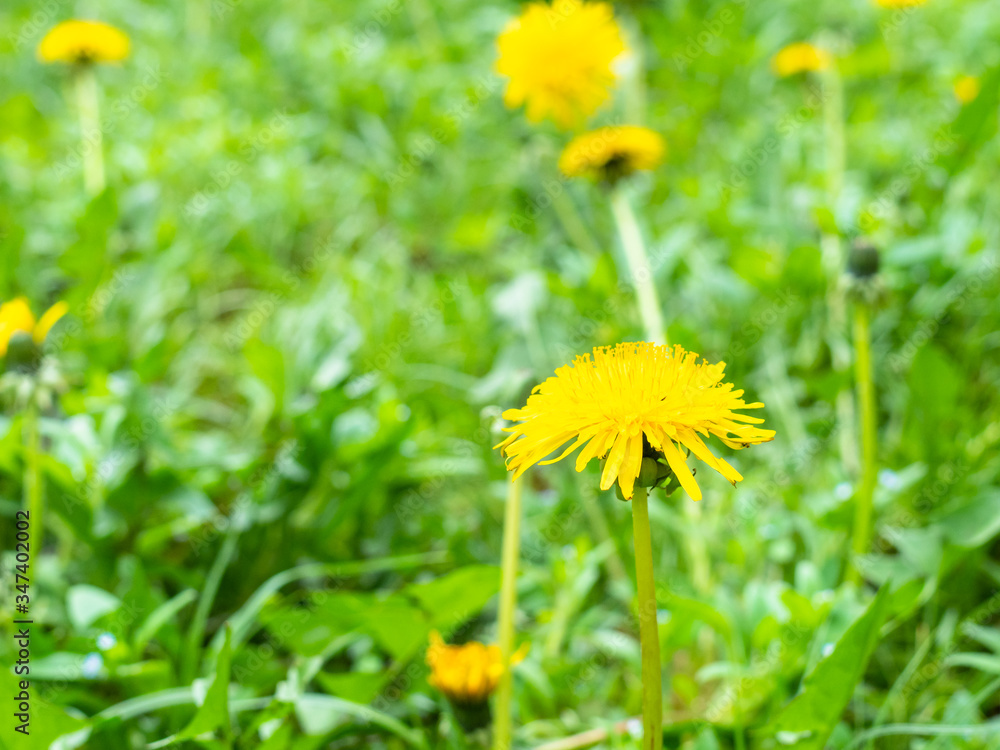 side view of yellow dandelions close up at green meadow on spring day (focus on taraxacum bloom on foreground) side view of yellow dandelions close up at green meadow on spring day (focus on taraxacum bloom on foreground)