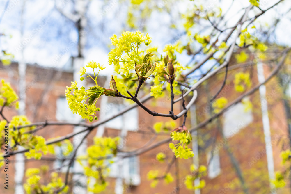 spring in city - blossoms of maple tree close up and brown apartment house on background (focus on blossoming twig on foreground) spring in city - blossoms of maple tree close up and brown apartment house on background (focus on blossoming twig on foreground)