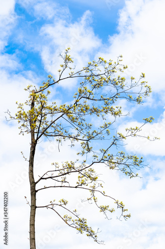 spring in city - flowering maple tree with blue sky and white clouds on background on sunny day