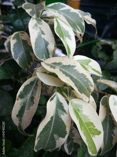 Schefflera arbolicola wali songo plant photo