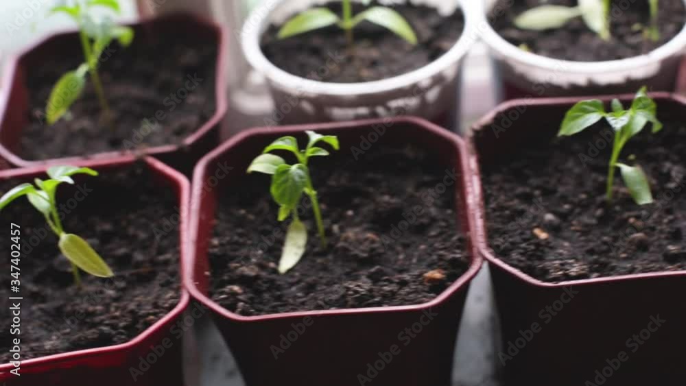 A woman plants seeds in pots for planting. Spring gardening concept. A woman plants seeds in pots for planting. Spring gardening concept.