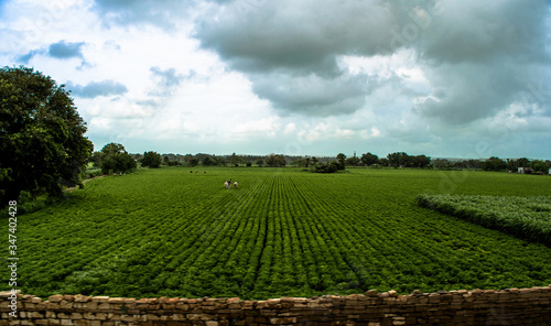 View of Green Farmland from running train in India 