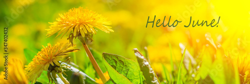 Hello june flowers. Banner hello june. New season. Summer. Dandelions. Yellow summer flowers. Dandelions flowers with place for text. Bright yellow flowers and green grass.