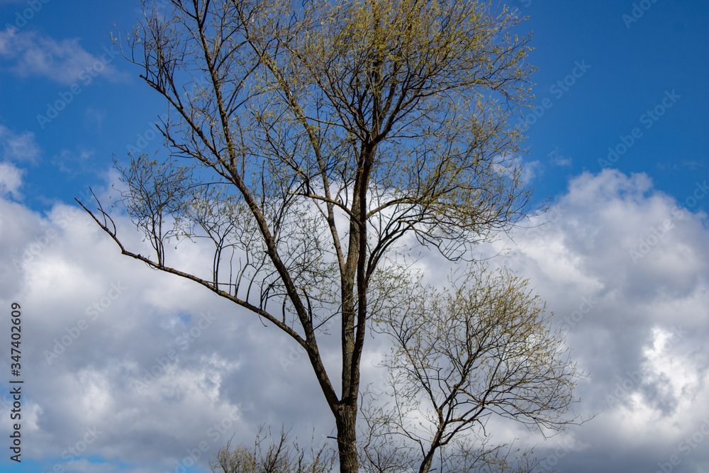 Branches of a tree against a bright sky. Branches of a tree against a bright sky.