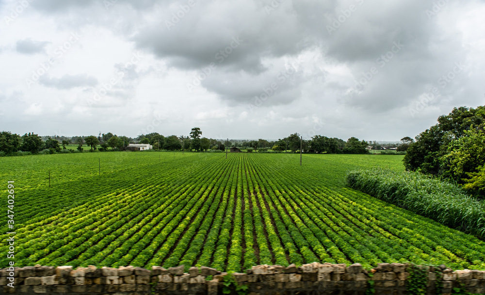 View of Green Farmland from running train in India
