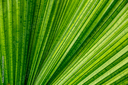 Green palm leaves close up