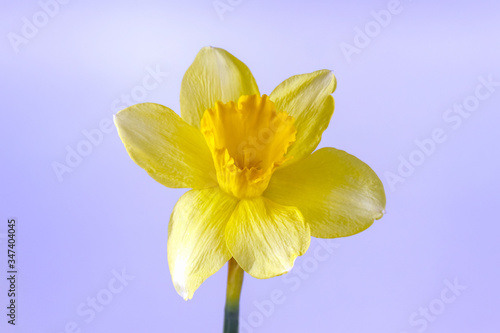 yellow daffodil on a plain background isolate