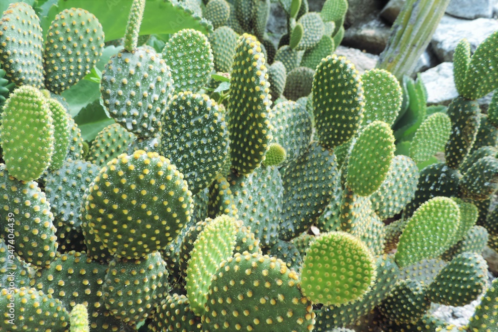 Mini cactus in the botanical garden of rio de janeiro in brazil Mini cactus in the botanical garden of rio de janeiro in brazil