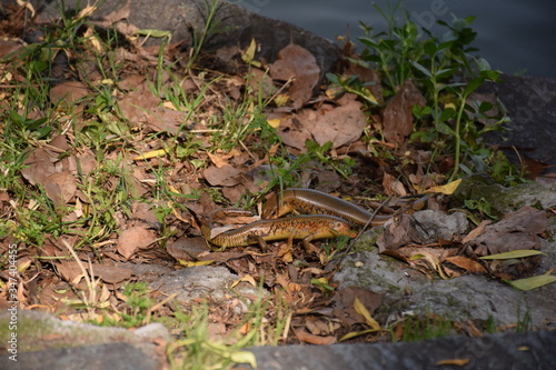 Pair of Chinese skinks hiding among leaves and rocks, Hangzhou, China