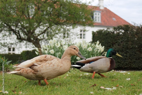 Ducks in the park