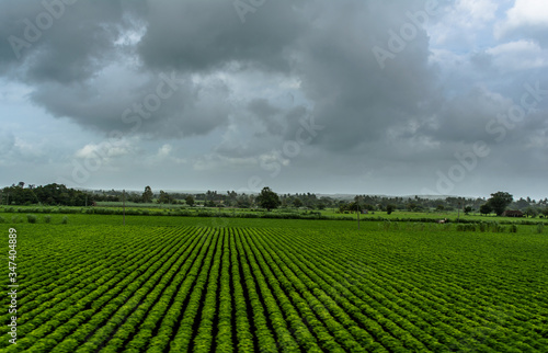 View of Green Farmland from running train in India 