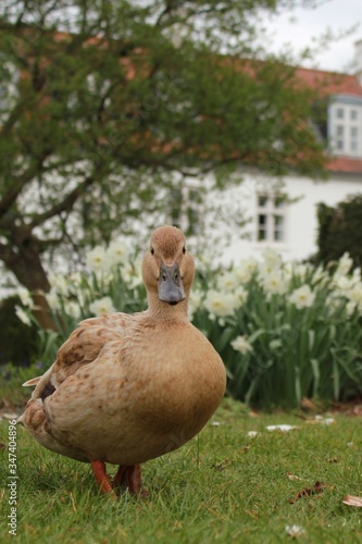 Duck in the park