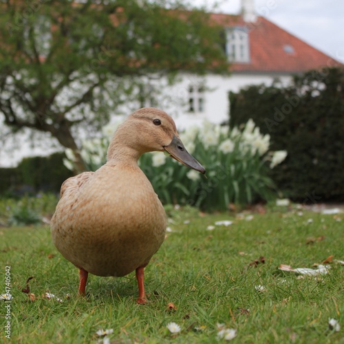 Duck in the park