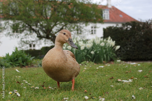 Duck in the park