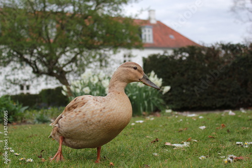 Duck in the park