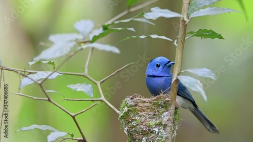 Beautiful bird male Black-naped Monarch