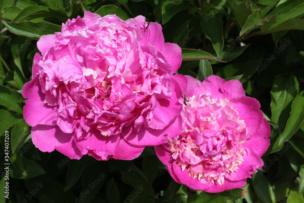 Fototapeta premium pivoine