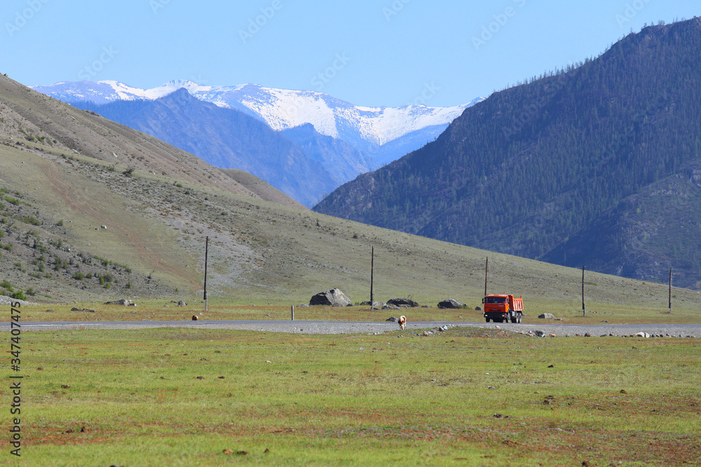 A truck and a cow on the Chui highway in the Altai mountains in Siberia