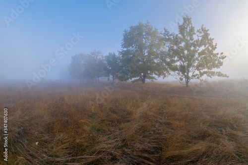  oak grove in autumn foggy morning