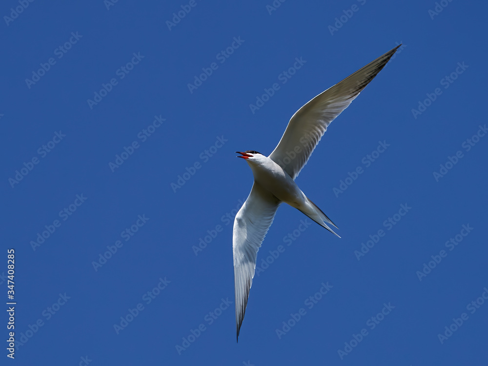 Obraz premium Common tern (Sterna hirundo)