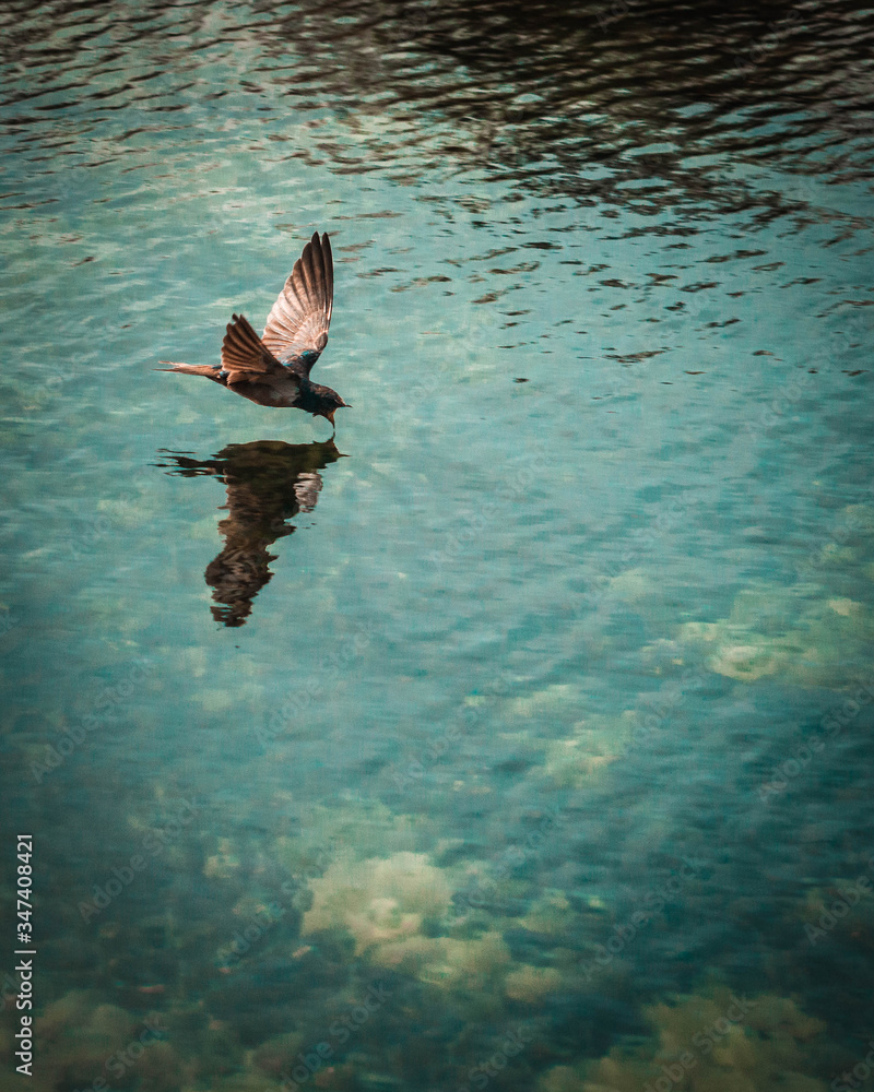 Fototapeta premium bird diving into the water