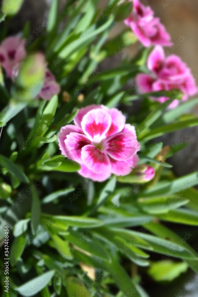 Fleurs de jardin Fleurs de jardin