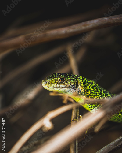 green lizard on a branch