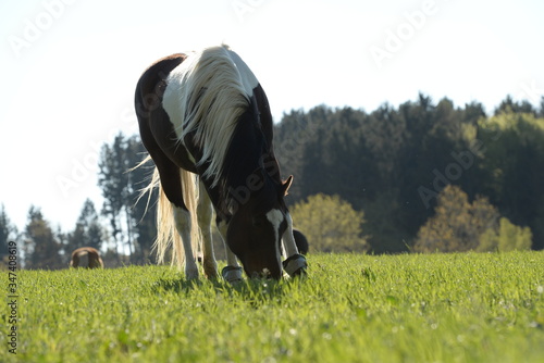 Beginn der Weidesaison. Bunte Pferdeherde auf der Frühlingswiese © Grubärin
