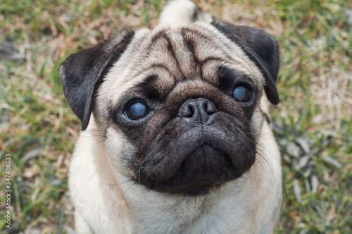 portrait of a young wrinkled thoroughbred pug on the street. pet head © Yekatseryna