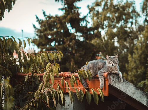 grey cat on a red tile roof in the summer