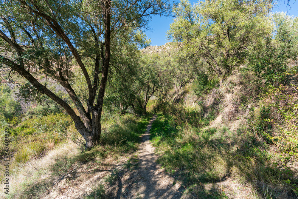 path between olive trees in Montenegro (Spain)
path between olive trees in Montenegro (Spain)