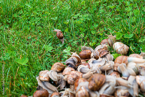 many snails in the garden