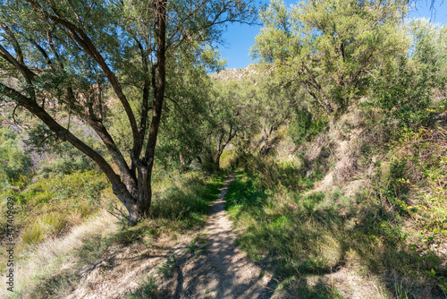 path between olive trees in Montenegro  Spain   