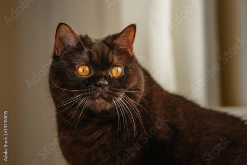 Scottish straight-eared cat with an innocent look, a chocolate-colored animal