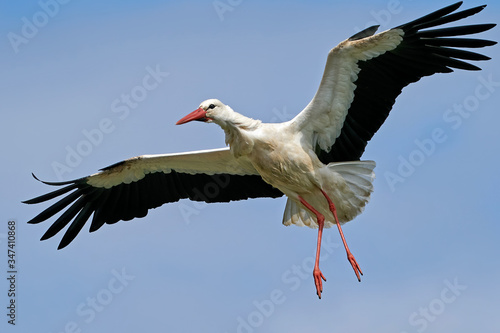 White stork (Ciconia ciconia) © dennisjacobsen