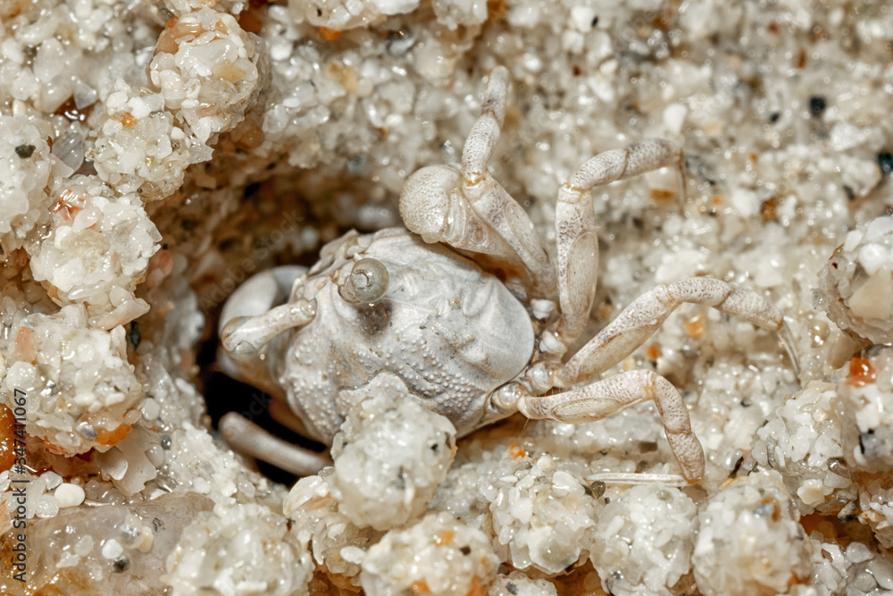 A tiny crab in the sand by the sea.