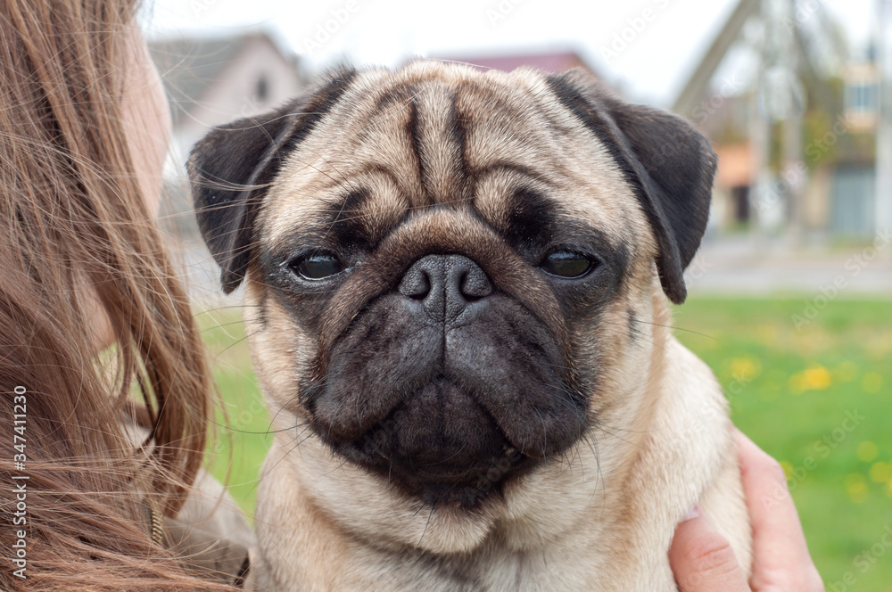 portrait of a young wrinkled thoroughbred pug on the street. pet head
