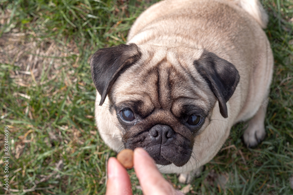 pug dog with a funny face takes a treat for good behavior from the owner pug dog with a funny face takes a treat for good behavior from the owner