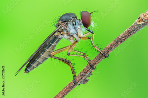 Lovely Robber flies (Asilidae)  - nature marco photography photo