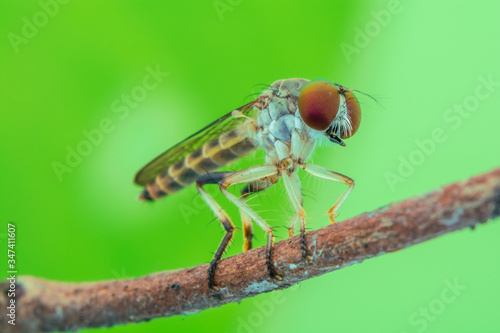 Lovely Robber flies (Asilidae) eating insect nature marco photography photo