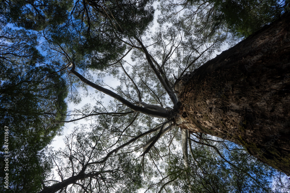 Fototapeta premium australia rainforest big trees green