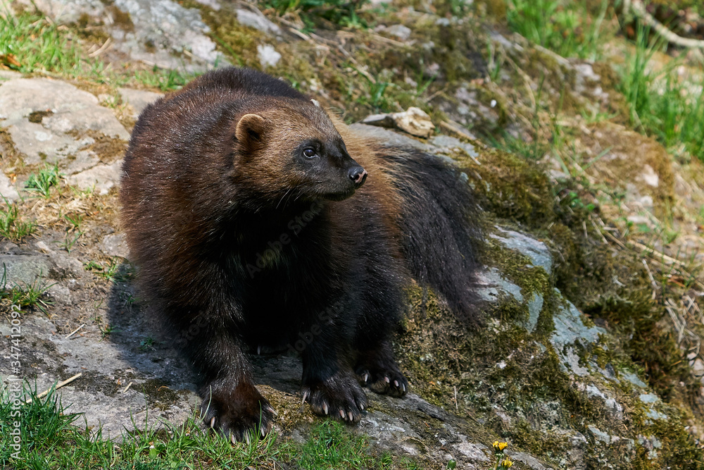 Wolverine (Gulo gulo)