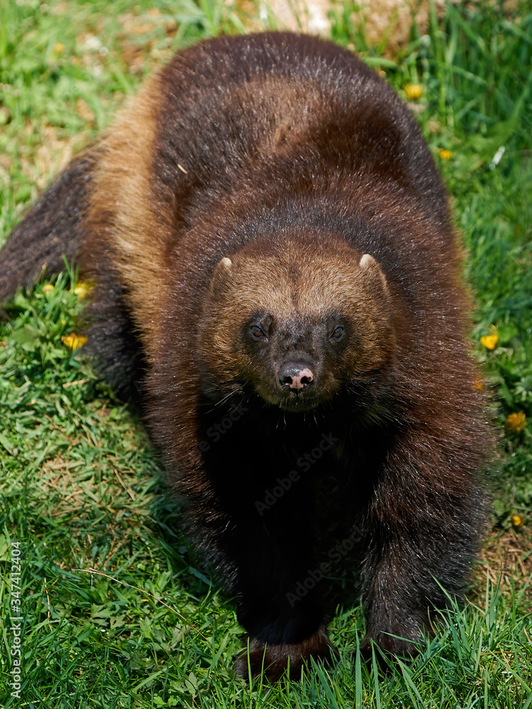 Fototapeta premium Wolverine (Gulo gulo)