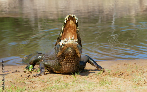 Yacare caiman with open mouth on a river bank