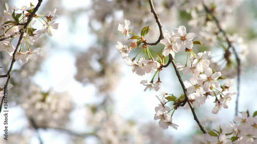 Blooming cherry tree garden in spring season. Close-up view flowers on thin branches waving in gentle wind under bright back sunlight on blurred background Blooming cherry tree garden in spring season. Close-up view flowers on thin branches waving in gentle wind under bright back sunlight on blurred background
