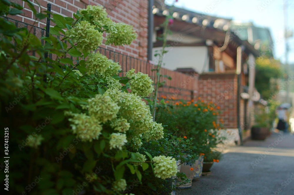 꽃과 한국의 전통집이 있는  골목