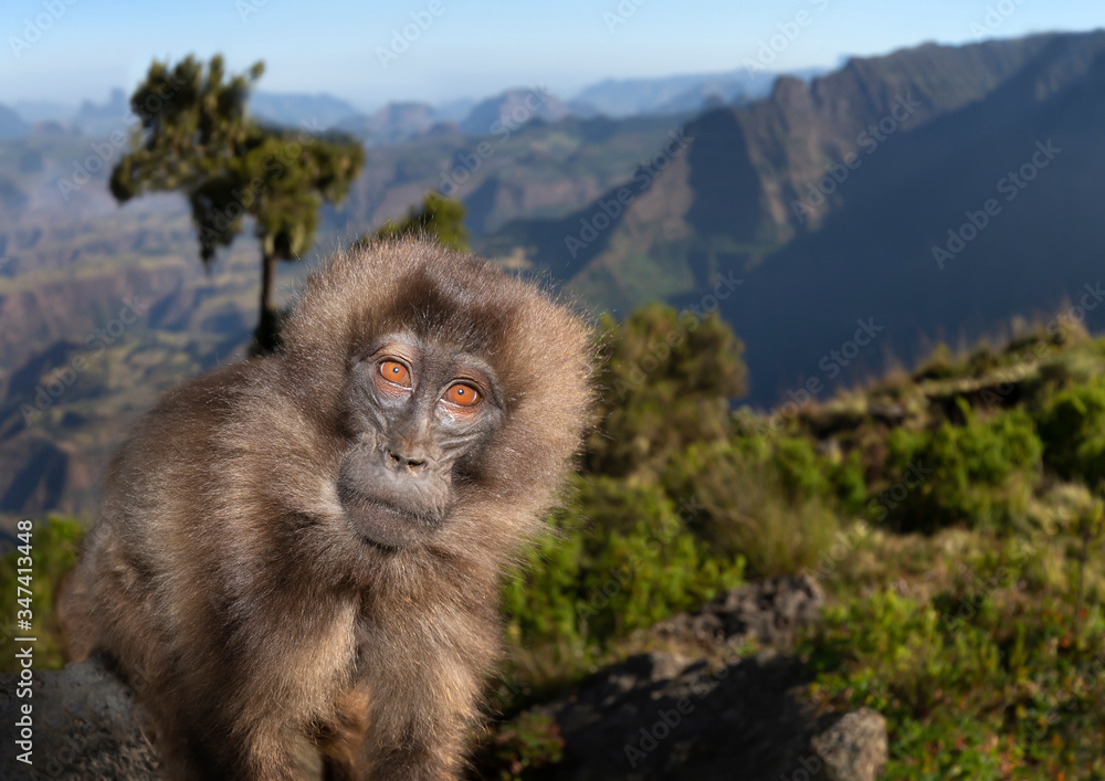 Naklejka premium Close up of a female Gelada monkey sitting on a rock
