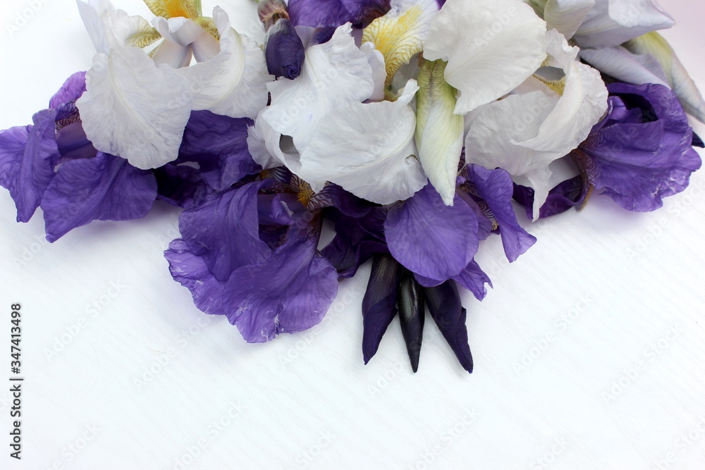 Blue irises on a white background. Frame of fresh blue and white flowers isolated on a background with place for text. White petals on a colored Spring background. View from above.