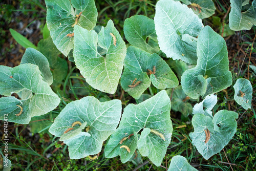 A burdock leaf background in the field