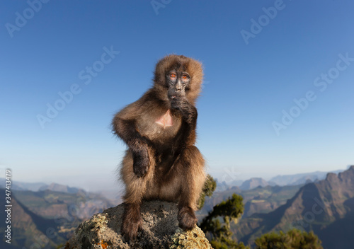 Close up of a female Gelada monkey sitting on a rock